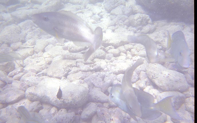 aruba009.jpg