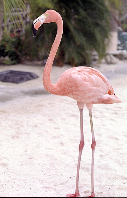 aruba014.jpg