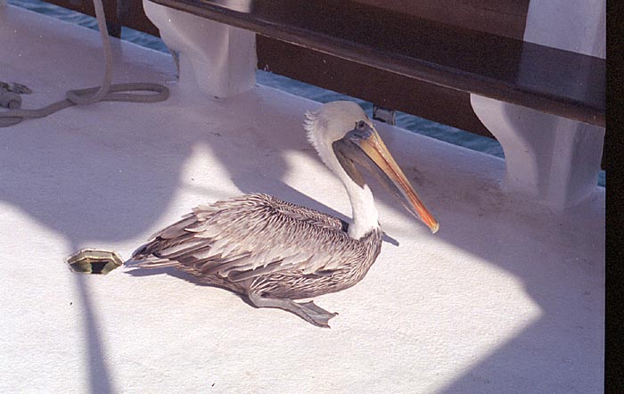 aruba025.jpg