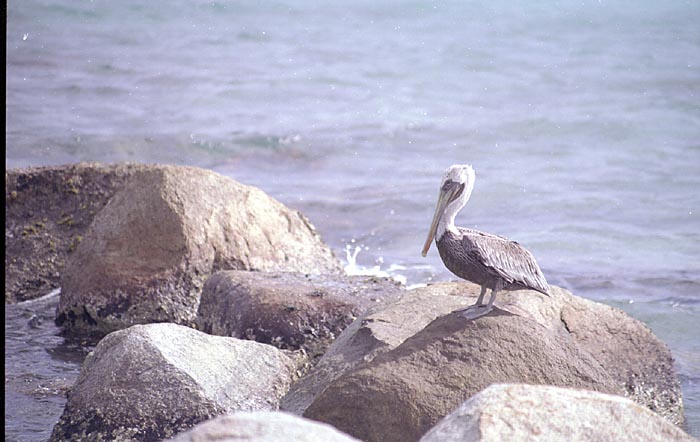 aruba029.jpg