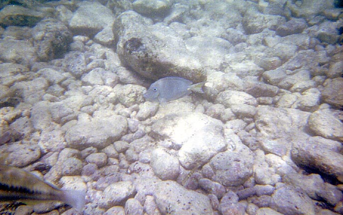 aruba060.jpg