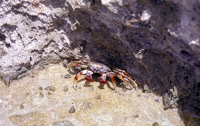 aruba087.jpg