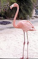 aruba014.jpg