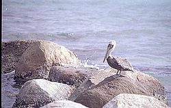 aruba029.jpg