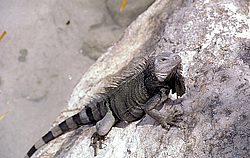 aruba043.jpg