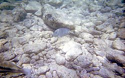 aruba060.jpg