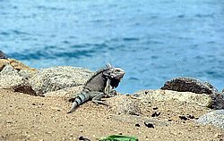 aruba068.jpg