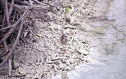 aruba076.jpg