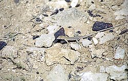 aruba077.jpg