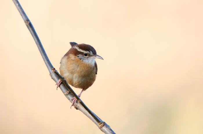 Carolina Wren.jpg