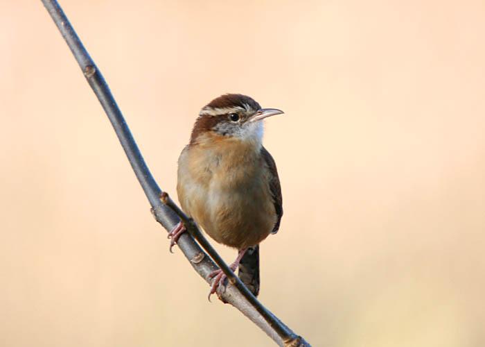 Carolina Wren2.jpg