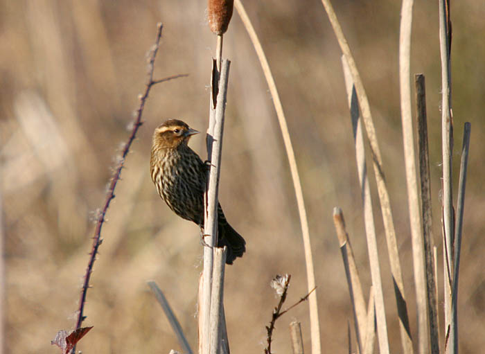 Carolina Wren3.jpg