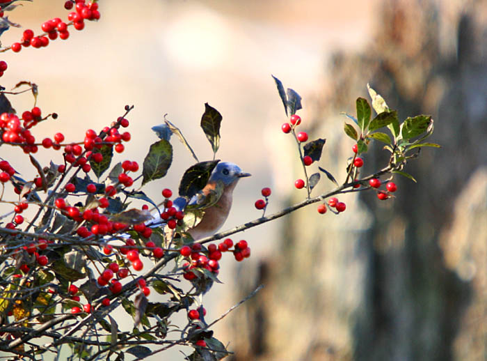 eastern bluebird.jpg