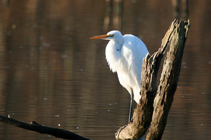 egret.jpg