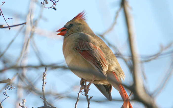 female cardinal.jpg