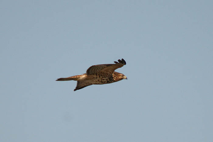 hawk.jpg