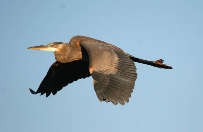 heron in flight.jpg