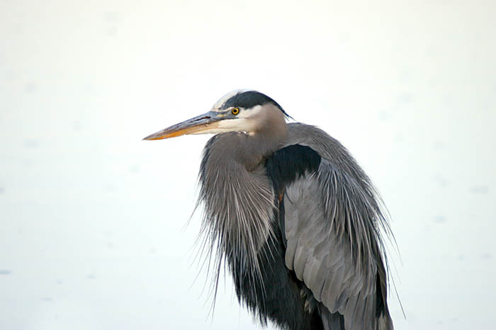 heron profile.jpg