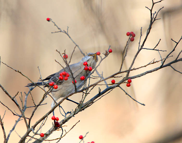 hungry wren.jpg