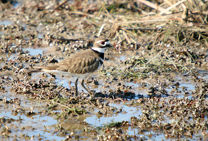 killdeer 2.jpg