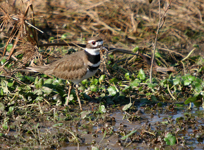 killdeer.jpg