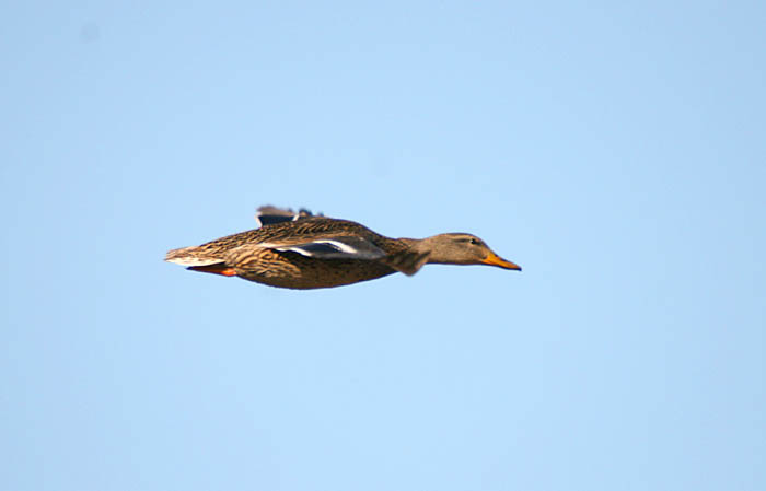 mallard.jpg