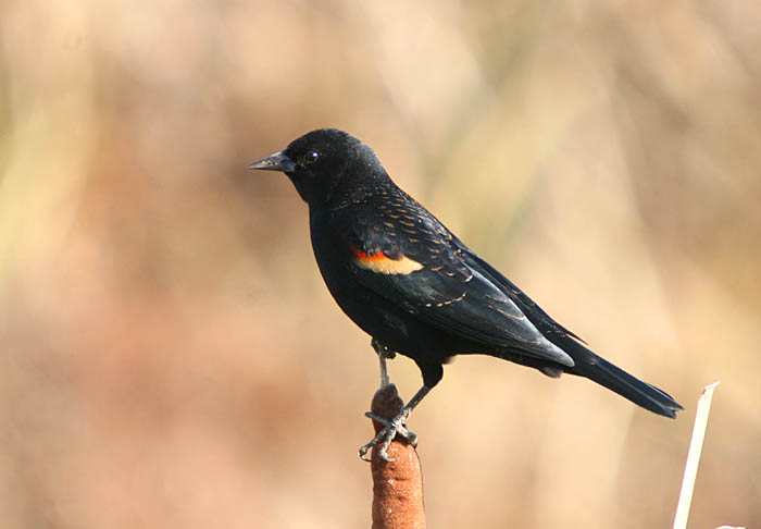 red winged blackbird.jpg