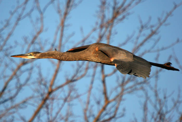 sleek heron.jpg