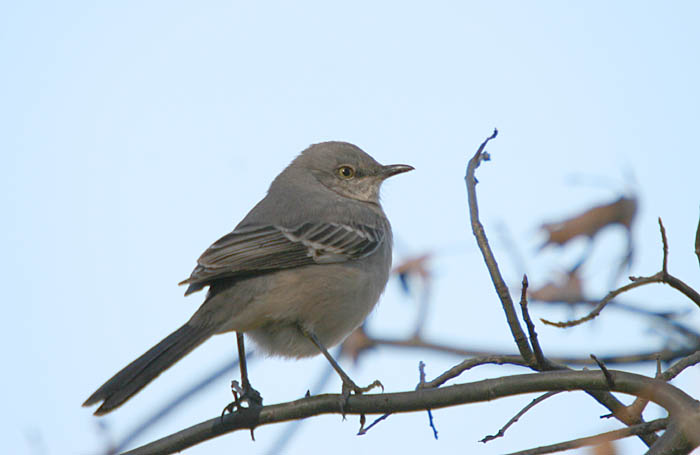 unknown wren .jpg