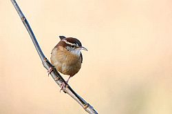 Carolina Wren.jpg
