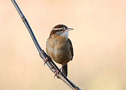 Carolina Wren2.jpg