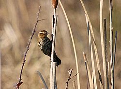 Carolina Wren3.jpg