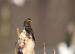 Carolina Wren4.jpg