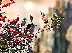 eastern bluebird.jpg