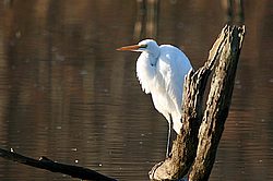 egret.jpg