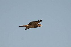 hawk.jpg