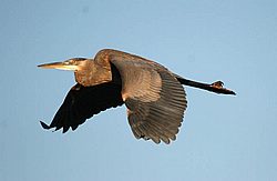 heron in flight.jpg