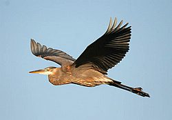 heron in flight2.jpg