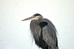 heron profile.jpg