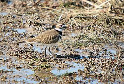 killdeer 2.jpg