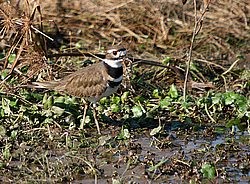 killdeer.jpg