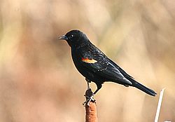 red winged blackbird.jpg