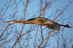 sleek heron.jpg
