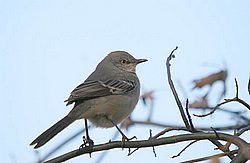 unknown wren .jpg