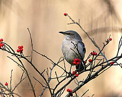 unknown wren 2.jpg