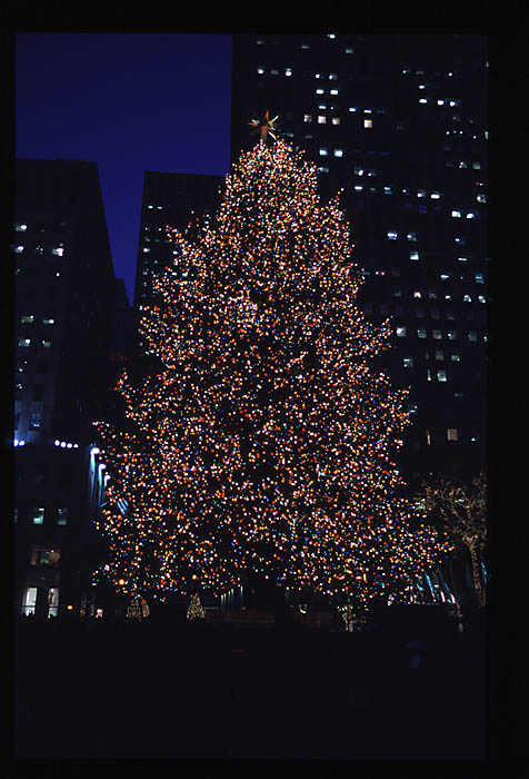 The Tree.jpg