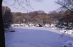 Central park.jpg
