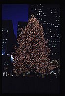 The Tree.jpg