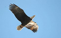CH-BW03.jpg