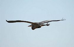 CH-BW04.jpg